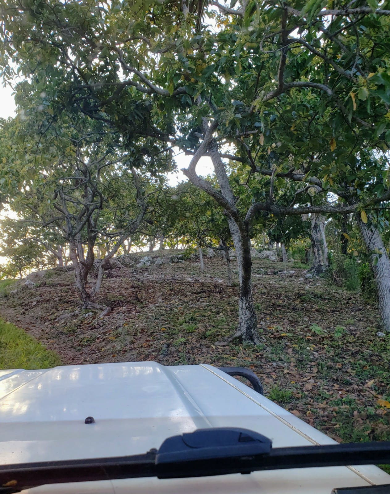 Listing image 7